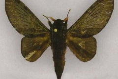 Pachytrina diablo