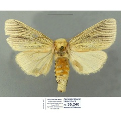 /filer/webapps/moths/media/images/E/extenuata_Antheua_AF_Schintlmeister_02.jpg