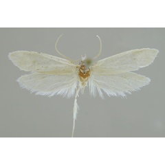 /filer/webapps/moths/media/images/M/michaelmeyi_Rooiklipia_HT_MfN.jpg