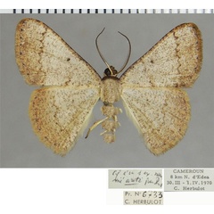 /filer/webapps/moths/media/images/A/areta_Pycnostega_AM_ZSMa.jpg