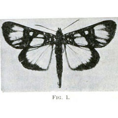 /filer/webapps/moths/media/images/E/eburnea_Hespagarista_HT_Jordan-1.jpg