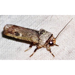 /filer/webapps/moths/media/images/O/ochroprocta_Lophotarsia_A_Braun_09.jpg