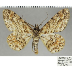 /filer/webapps/moths/media/images/A/arenosa_Cleora_AM_ZSMa.jpg