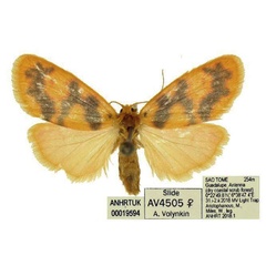 /filer/webapps/moths/media/images/H/hieroglyphica_Afrasura_AF_ANHRT.jpg