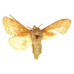 /filer/webapps/moths/media/images/C/capicola_Bombycopsis_AF_SNHM.jpg
