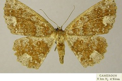 Geolyces rufigrisea