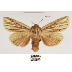 /filer/webapps/moths/media/images/M/metasarca_Mythimna_AM_TMSA_02.jpg