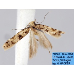 /filer/webapps/moths/media/images/T/typica_Deltophora_AF_ZMHB.jpg
