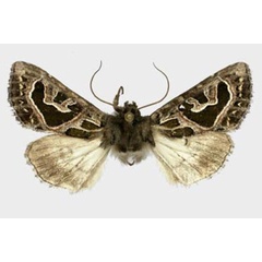 /filer/webapps/moths/media/images/E/elegantissima_Compsotata_AF_ZSM.jpg