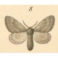 /filer/webapps/moths/media/images/O/obsoleta_Anadiasa_PT_Klug_20-8.jpg