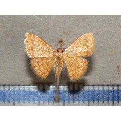 /filer/webapps/moths/media/images/F/flavata_Heterostegane_A_Goffa_01.jpg