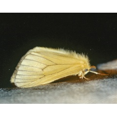 /filer/webapps/moths/media/images/P/phlebitis_Cropera_A_Roland_01.jpg