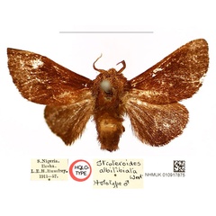 /filer/webapps/moths/media/images/A/albitibiata_Stroteroides_HT_BMNH_AiieSfM.jpg
