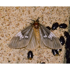 /filer/webapps/moths/media/images/A/albimacula_Palasea_A_Roland_01_ypslHhV.jpg