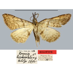 /filer/webapps/moths/media/images/B/boisduvalalis_Progonia_HT_MNHN.jpg