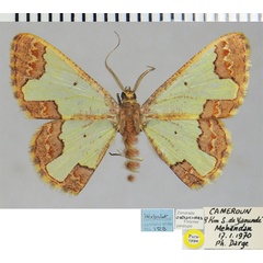 /filer/webapps/moths/media/images/O/ostracodes_Zamarada_PTM_ZSM.jpg