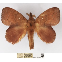 /filer/webapps/moths/media/images/P/peraffinis_Leipoxais_AM_NHMUK.jpg