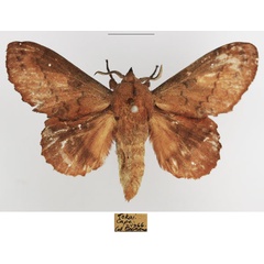/filer/webapps/moths/media/images/Q/quercifolia_Gastropacha_AM_TMSA.jpg