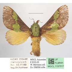 /filer/webapps/moths/media/images/V/vitilena_Latoia_A_MGCLa_02.jpg