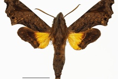 Temnora leptis