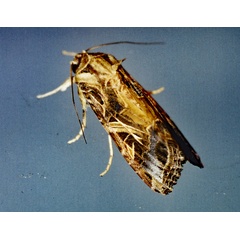 /filer/webapps/moths/media/images/L/littoralis_Spodoptera_A_Roland_01.jpg