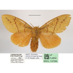 /filer/webapps/moths/media/images/P/pyriphlecta_Chrysopsyche_AF_MGCLa_03.JPG