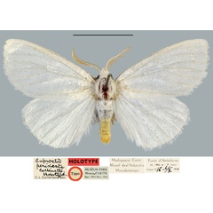 /filer/webapps/moths/media/images/P/perixesta_Euproctis_HT_MNHN.jpg