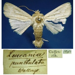 /filer/webapps/moths/media/images/P/punctulata_Leucania_HT_SNHMa.jpg