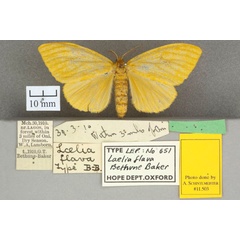 /filer/webapps/moths/media/images/F/flava_Conigephyra_HT_OUMNHa_01.jpg