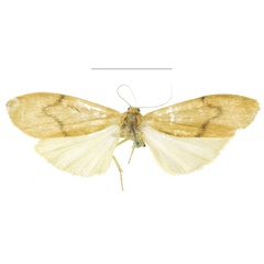 /filer/webapps/moths/media/images/U/ugandensis_Archithosia_HT_MSNS.jpg