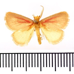 /filer/webapps/moths/media/images/R/rosea_Macroplectra_AM_BMNH_01.jpg