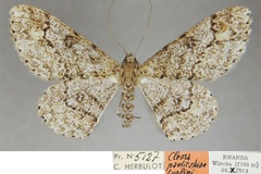 Cleora pavlitzkiae turlini