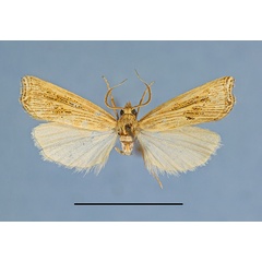 /filer/webapps/moths/media/images/S/sakania_PT1a.jpg