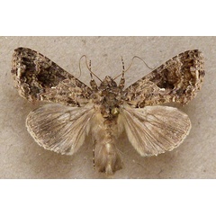 /filer/webapps/moths/media/images/F/furcifera_Ctenoplusia_A_Butler.jpg