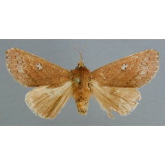 /filer/webapps/moths/media/images/B/brunneidorsa_Scranciola_HT_RMCA.jpg