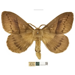 /filer/webapps/moths/media/images/F/fuscescens_Philotherma_AM_NHMUKa.jpg