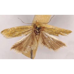 /filer/webapps/moths/media/images/M/mensaria_Tortrix_HT_SAMC.jpg