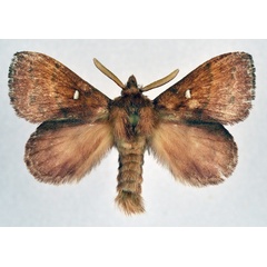 /filer/webapps/moths/media/images/A/adoxa_Leipoxais_AM_NHMO_02.jpg