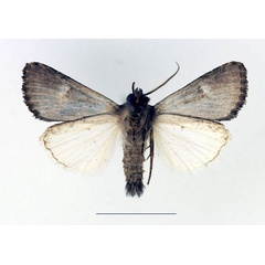 /filer/webapps/moths/media/images/N/nigrescens_Aedia_AM_Legrain_02.jpg