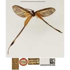 /filer/webapps/moths/media/images/P/plumigera_Doratopteryx_HT_NHMUK.jpg