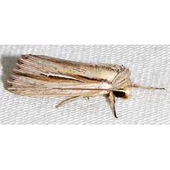 /filer/webapps/moths/media/images/S/sarca_Mythimna_A_Braun_12.jpg