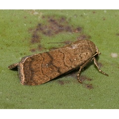 /filer/webapps/moths/media/images/P/pigra_Athetis_A_Roland_01.jpg