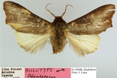 Peratodonta dentigera