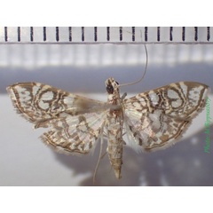 /filer/webapps/moths/media/images/G/gueyraudi_Nausinoe_A_Bippus_02.jpg