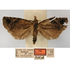 /filer/webapps/moths/media/images/O/orphnogenes_Eucosma_PLT_RMCA.jpg