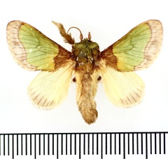 /filer/webapps/moths/media/images/S/semiochracea_Parasa_AM_BMNH.jpg