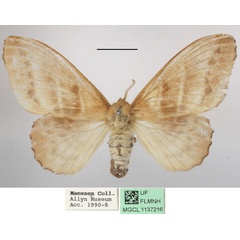 /filer/webapps/moths/media/images/I/imparilis_Chrysopsyche_AM_MGCLa_01.jpg