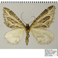 /filer/webapps/moths/media/images/N/neddaria_Pseudochesias_AF_ZSM.jpg