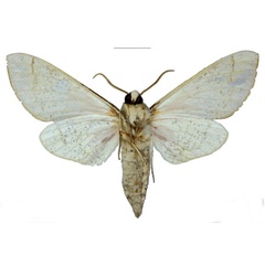 /filer/webapps/moths/media/images/S/schreieri_Neoclanis_HT_EMEMb.jpg