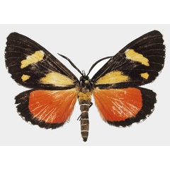 /filer/webapps/moths/media/images/A/agaristoides_Phaegorista_AM_Basquin_01a.jpg